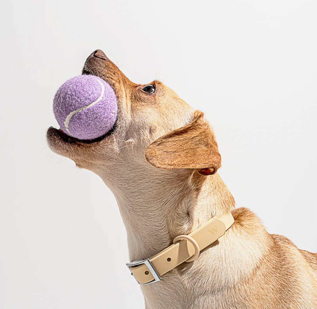 4-Pack Lilac Tennis Balls